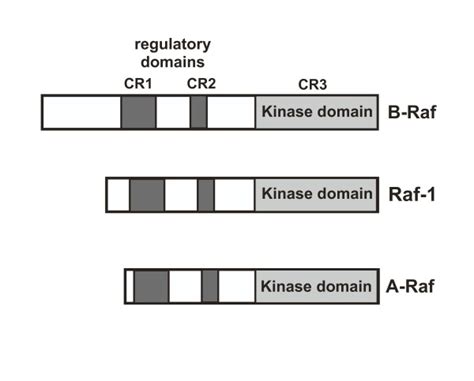 Modular Structure Of Raf The Raf Isoforms Raf A Raf And B Raf Share