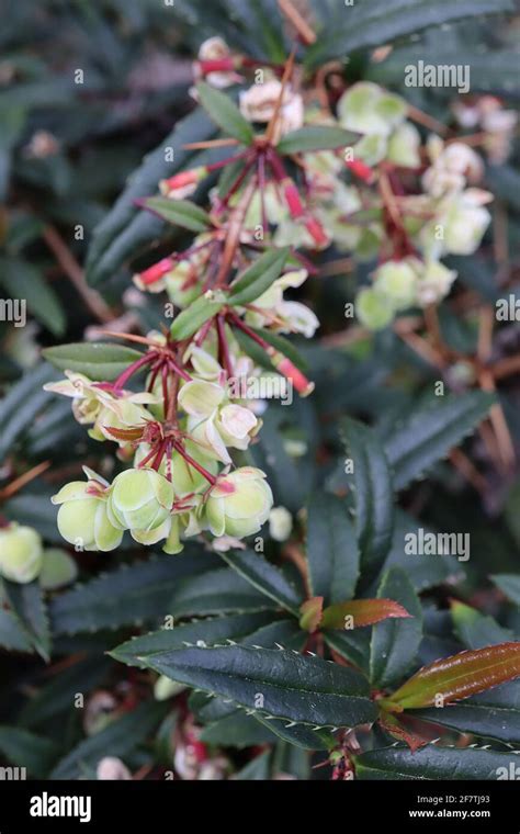 Chinese Barberry Hi Res Stock Photography And Images Alamy