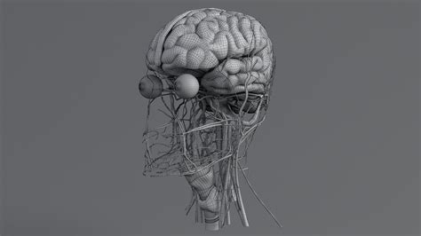 Human Head Anatomy 3D Model $99 - .fbx .ma .max .obj - Free3D