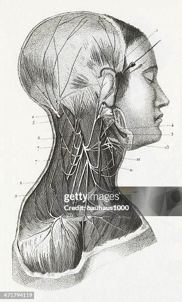 Eye Brain Diagram Photos and Premium High Res Pictures - Getty Images