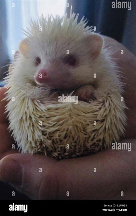 Albino Baby Hedgehog Pygmy Stock Photo Alamy