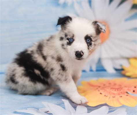 A sweet blue merle border collie puppy named Jaqen. | Border Collie Puppies For sale | Bred with ...