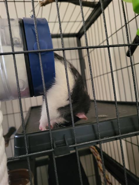 Is my rat "long haired"? : r/RATS