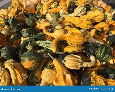 Courgette flowers stock photo. Image of natural, sale - 128615264