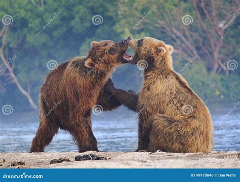 Brown Bear Cubs Playing On A Beautiful Morning Stock Photo Image Of