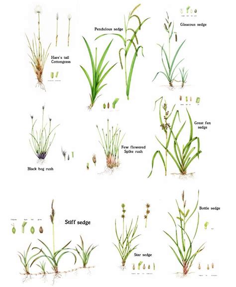 Sedges An Introduction Lizzie Harper Grass Painting Botanical