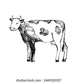 Vektor Stok Cow Hand Drawn Sketch Vector Illustration Tanpa Royalti