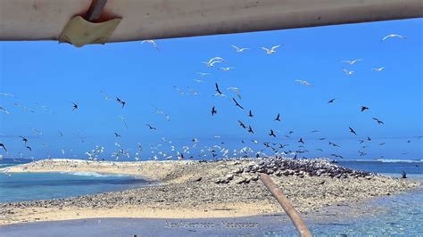 Endemic Birds of Madagascar – Alex Aitkenhead