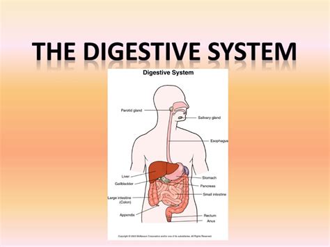 Ppt The Digestive System Powerpoint Presentation Free Download Id