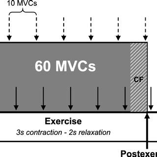 Representative Traces Of Quadriceps Maximal Voluntary Force Mvc And