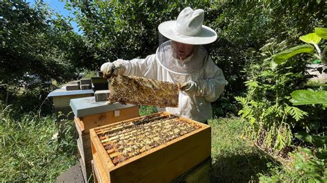 Honig Mitten Aus Trier So Geht Es Den Flei Igen Stadtbienen Swr Aktuell