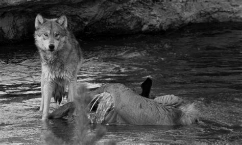 A Member Of The Wapiti Wolf Pack In Yellowstone National Park Stands