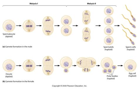 Mitosis And Meiosis Miss Halligan Free Download Nude Photo Gallery