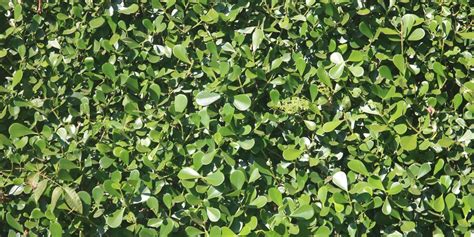 How To Plant Clusia Hedge A Growers Guide Gfl Outdoors