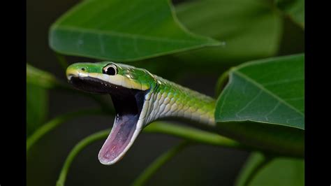 Rough Green Snake Youtube