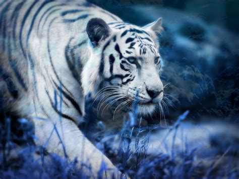 White Tiger Wallpapers Top Free White Tiger Backgrounds