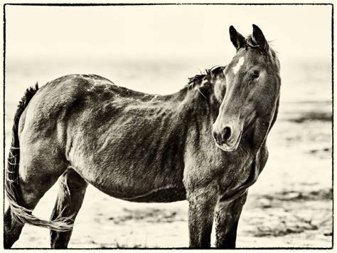 I Took Pictures Of Wild Horses In South Africa, Here Are 27 Of Them ...