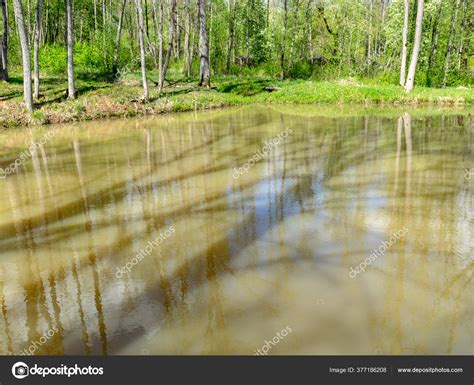 Colorful Spring Landscape Tree Silhouettes Green Grass Small Pond