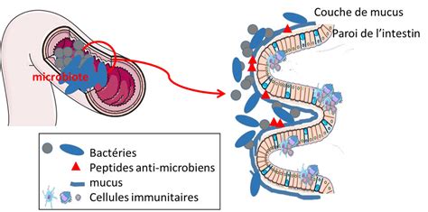 Les Microbiotes Humains Des Alliés Pour Notre Santé Encyclopédie De