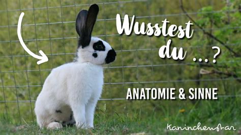 Wusstest Du Dass Kaninchen ANATOMIE Und SINNE Von Kaninchen