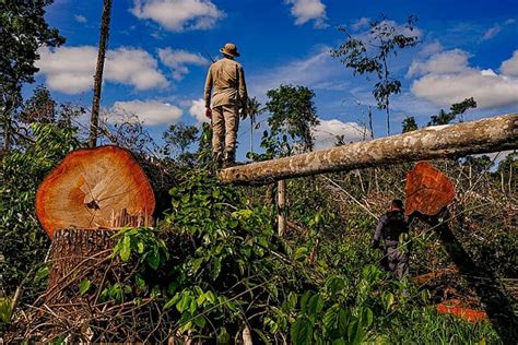 Desmatamento nos biomas do Brasil em 2022 supera dois milhões de