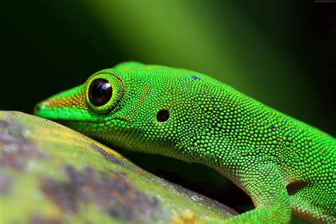 Reptile Wallpapers Top Free Reptile Backgrounds Wallpaperaccess