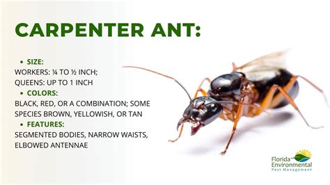 Carpenter Ant Identification Removal And Control