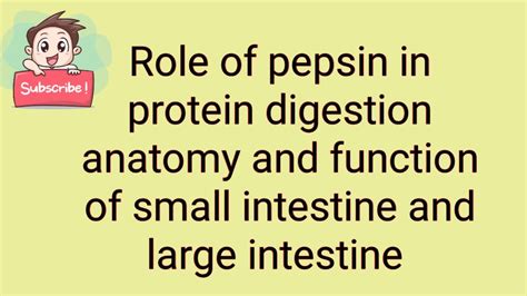 Role of pepsin in protein digestion, anatomy and function of small ...