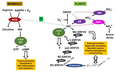 Nitric Oxide No Production And Sensing Pathways In Mammals And