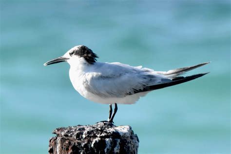 Sandwich Tern