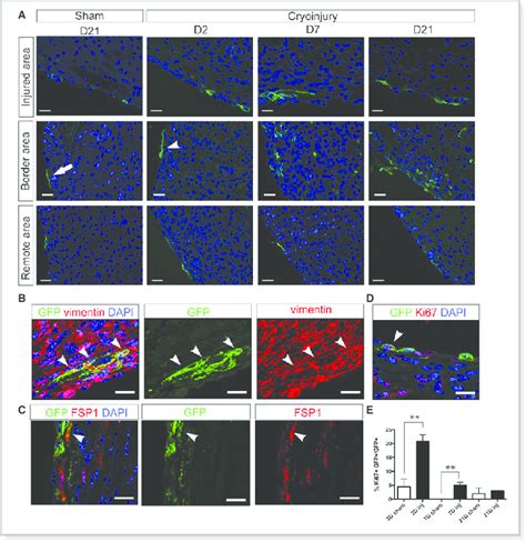 Wnt Responsive Epicardial Cells Infiltrate Myocardium And Exhibit A Download Scientific Diagram