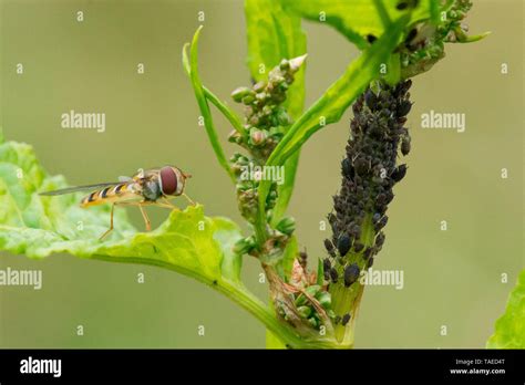 Marmalade Hover-fly (Episyrphus balteatus) female in front of a colony of aphids. Hoverflies lay ...