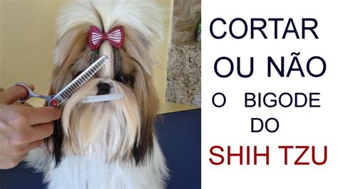 Bigode De Cachorro Pode Cortar LIBRAIN