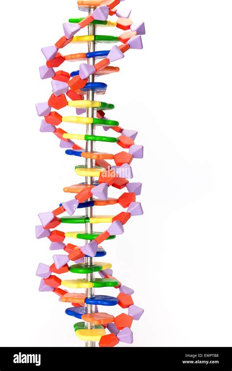 Modelo De Adn Humano Artificial Que Muestra La Estructura De La