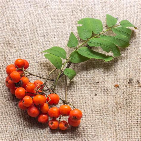 Rowanberry Recipes - Forager | Chef