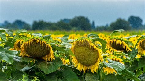 Sunflowers in the rain stock image. Image of lose, sunflowers - 121456993