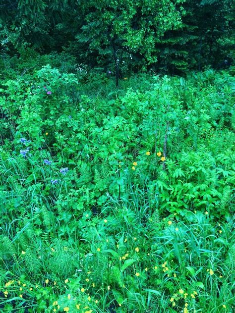 Green forest plants stock image. Image of landscapes - 119161359