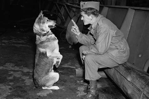 What Breeds Of Dogs Were Used In Ww2