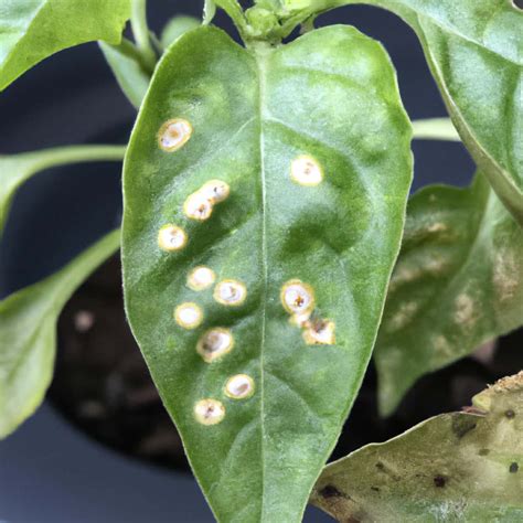 Cercospora Leaf Spot Management In Chilli Pepper Symptoms