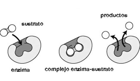 Enzimas Caracter Sticas Y Funciones