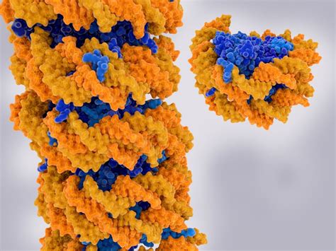 Chromatin Definition Composition Function Role And Location