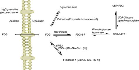 Schematics Of The Potential Routes Of Fdg Metabolism In Plant Cell