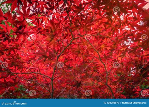 Autumn Red Japanese Maple Leaf in Garden Stock Image - Image of color ...