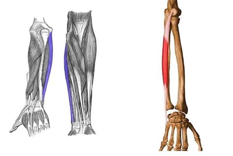 M Sculo Flexor Cubital Del Carpo Origen Inserci N Inervaci N