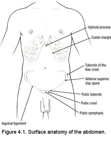 Iliac Tubercle Surface Anatomy