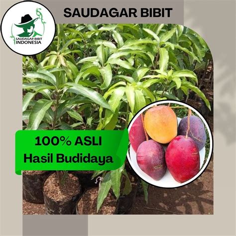 Jual Bibit Mangga Irwin Asli Tanaman Buah Hasil Okulasi Super Genjah