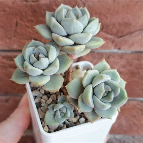 Crassula Ivory Towers Crassula Conjuncta Succulent For Sale Artofit