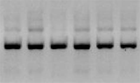 Fig S9 Uncropped Western Blots Related To Main Fig3 Download