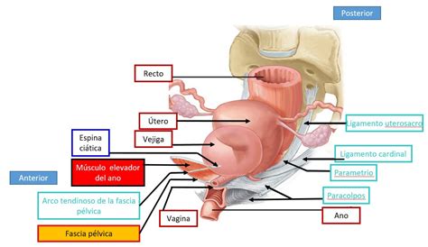 Ligamento Pélvico Anterior