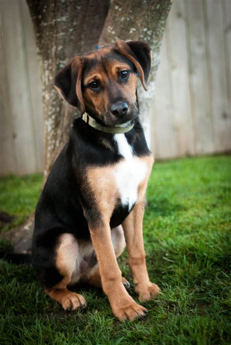 Puppy Perfect German Shepard Beagle Lab Buford Animals Puppies